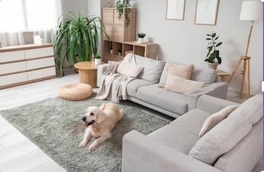 Golden retriever relaxing in bright living room with hardwood floors in Chicago home