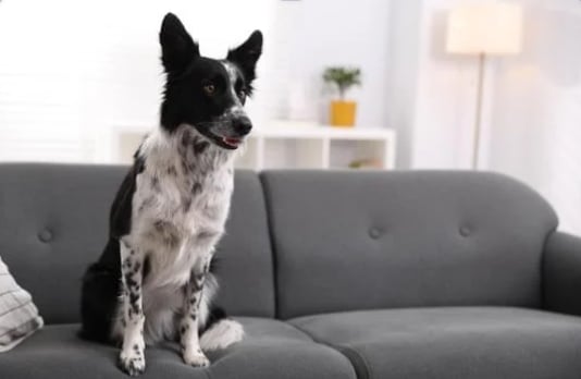 Happy dog relaxing on couch in clean Chicago apartment after professional pet odor removal